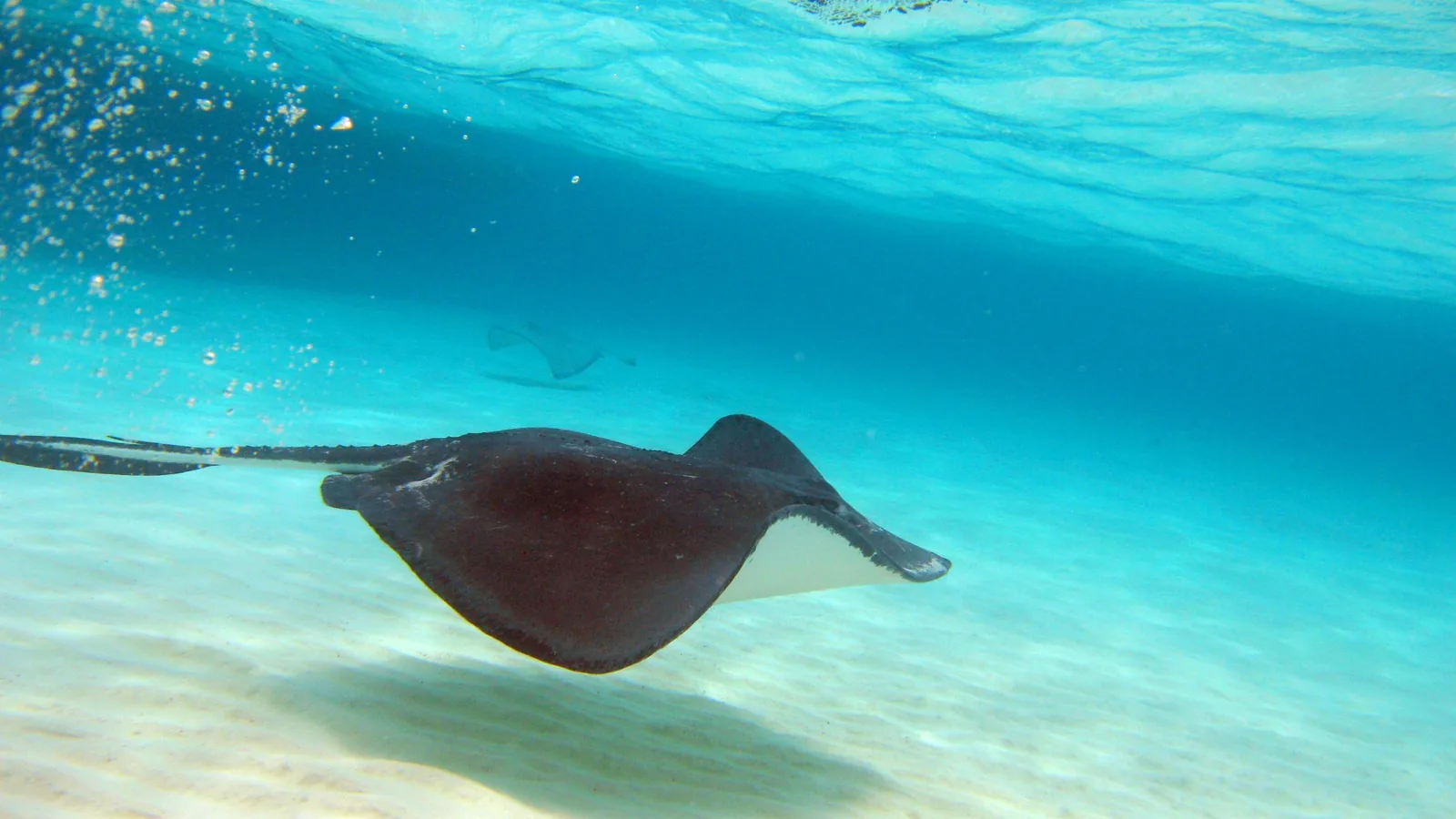 Grand Cayman - Disney Cruise Port